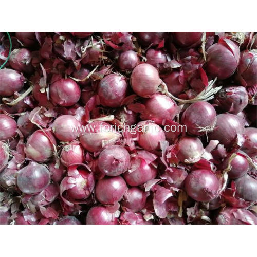 Good Quality Red Onion 2020